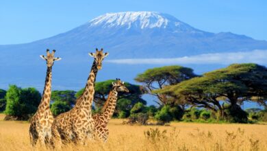 East Africa Tanzania Kilimanjaro